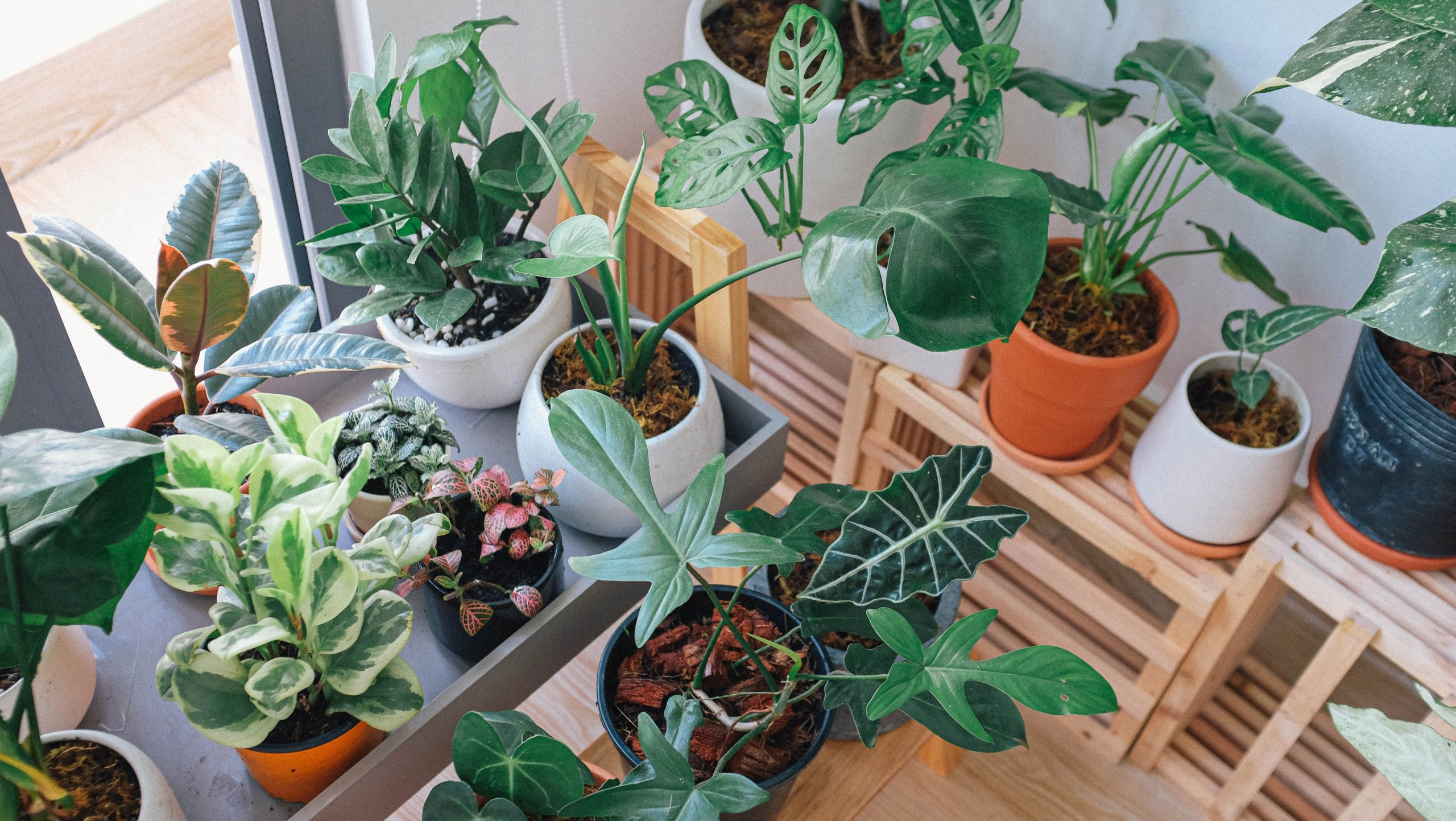 How To Choose The Right Indoor Plants