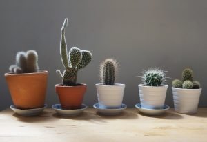 Range of cacti ideal for indoors