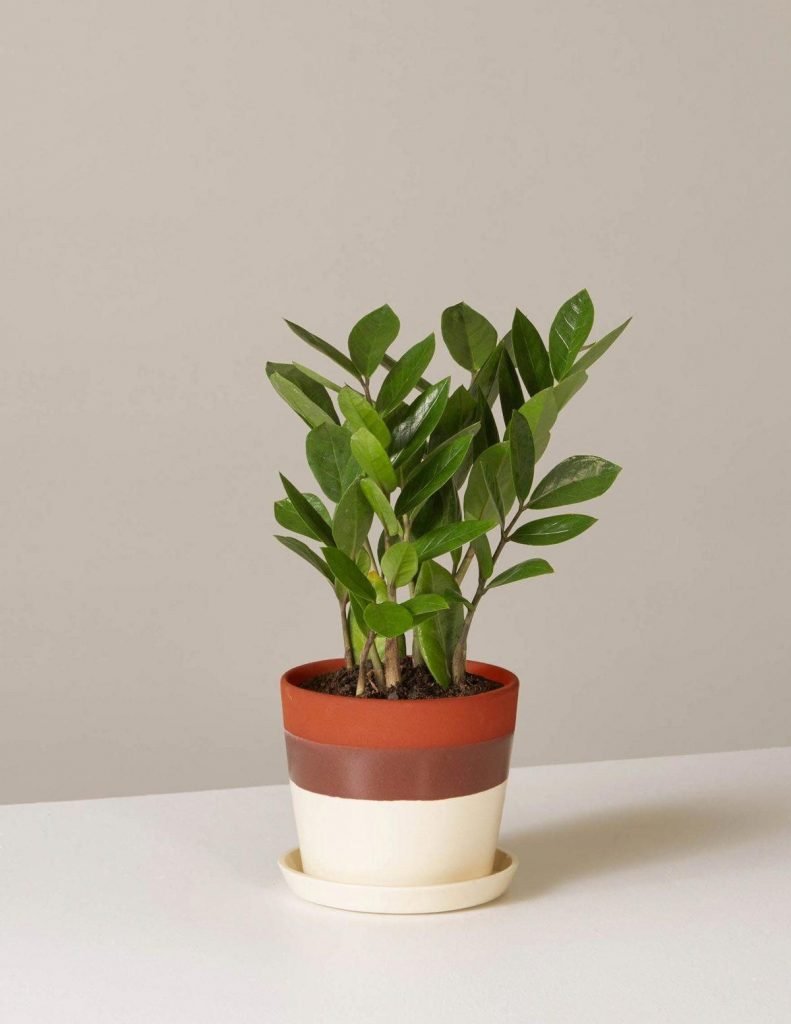 ZZ Plant - credit TheSill.com