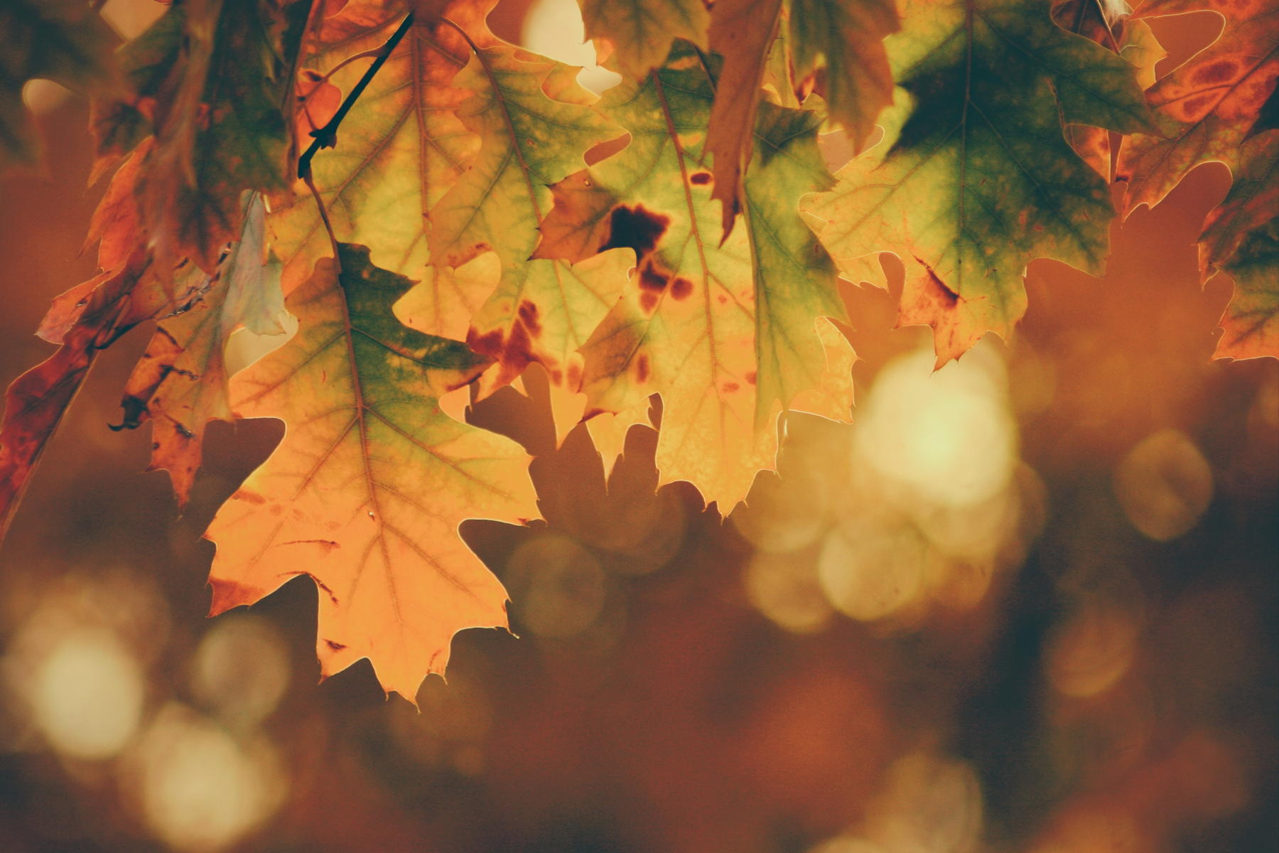 Autumn Trends 2019